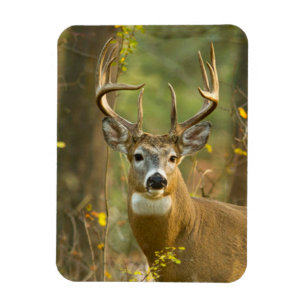 Weißwedelhirsch Bock Whitefish, Montana Magnet