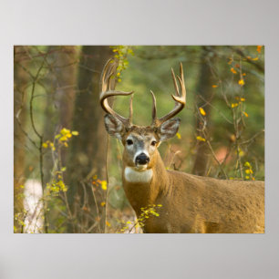 Weißwedelhirsch Bock Whitefish, Montana Poster