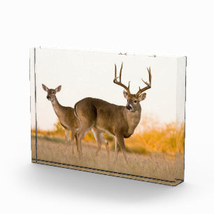 Weißwedelhirsch Herbst in Texas Fotoblock