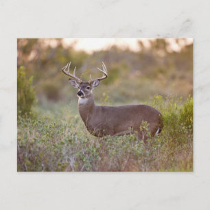 Weißwedelhirsch Herbst in Texas Postkarte