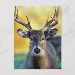 Weißwedelhirsch Herbst Postkarte