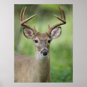 Weißwedelhirsch Hill Country, Texas Poster