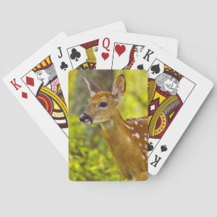 Weißwedelhirsch-Kalb in Whitefish, Montana, USA Spielkarten