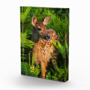 Weißwedelhirsch-Kalb Minnesota Fotoblock