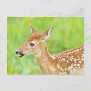 Weißwedelhirsch-Kalb Minnesota Postkarte