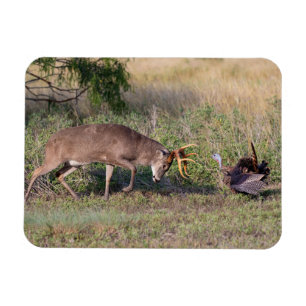 Weißwedelhirsch kämpft mit Wildtruthahn Magnet