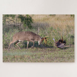 Weißwedelhirsch kämpft mit Wildtruthahn Puzzle