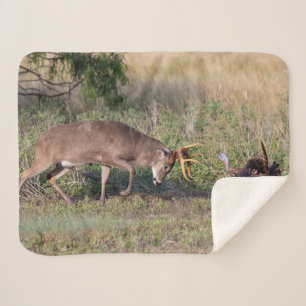 Weißwedelhirsch kämpft mit Wildtruthahn Sherpadecke