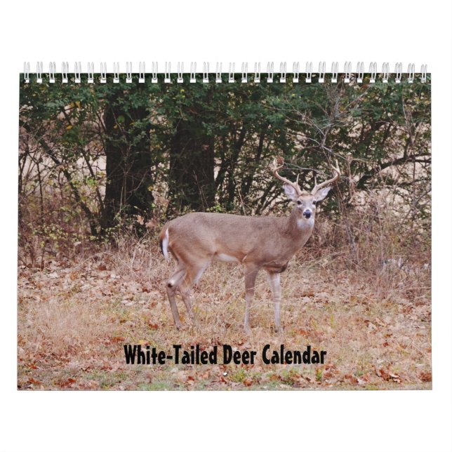 Weißwedelhirsch-Naturkalender Kalender (Titelbild)