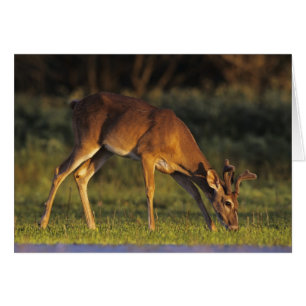 Weißwedelhirsch, Odocoileus virginianus