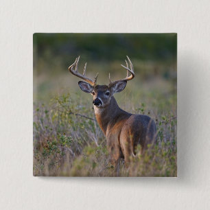 Weißwedelhirsch Odocoileus virginianus Button
