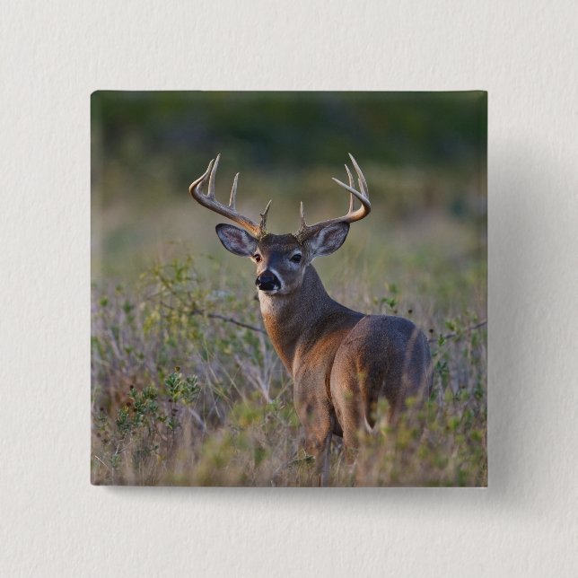 Weißwedelhirsch Odocoileus virginianus Button (Vorderseite)