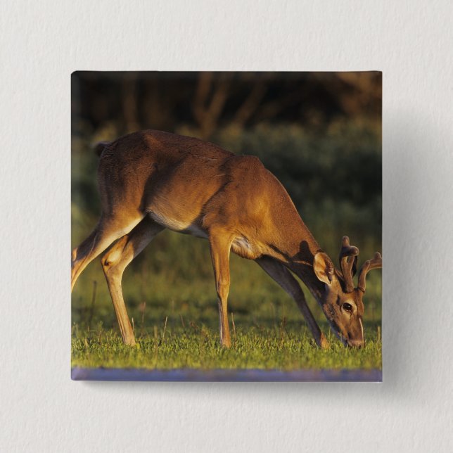 Weißwedelhirsch, Odocoileus virginianus Button (Vorderseite)