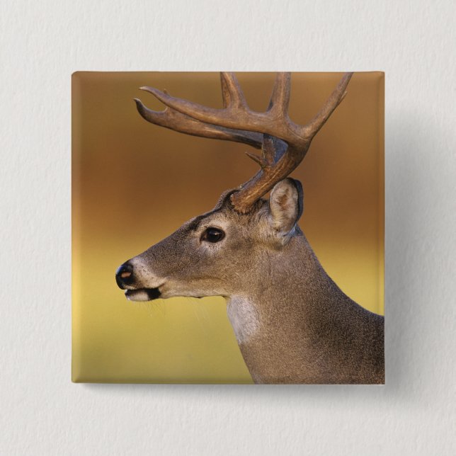 Weißwedelhirsch, Odocoileus virginianus, Button (Vorderseite)