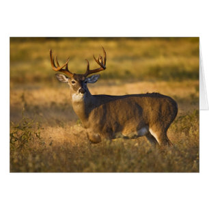 Weißwedelhirsch (Odocoileus virginianus) erwachsen