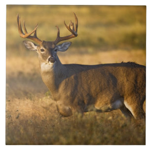 Weißwedelhirsch (Odocoileus virginianus) erwachsen Fliese