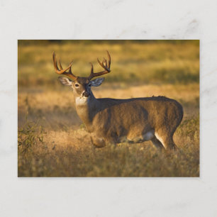 Weißwedelhirsch (Odocoileus virginianus) erwachsen Postkarte