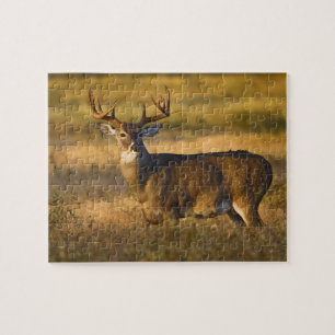 Weißwedelhirsch (Odocoileus virginianus) erwachsen Puzzle