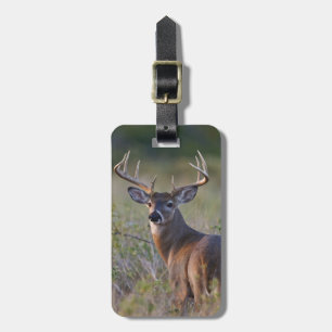 Weißwedelhirsch Odocoileus virginianus Gepäckanhänger