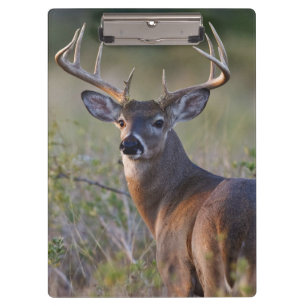 Weißwedelhirsch Odocoileus virginianus Klemmbrett