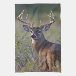 Weißwedelhirsch Odocoileus virginianus Küchentuch