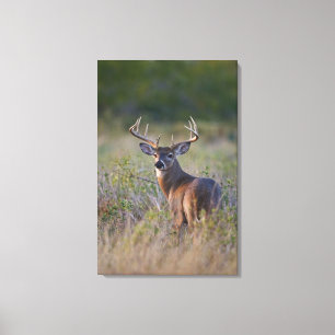 Weißwedelhirsch Odocoileus virginianus Leinwanddruck