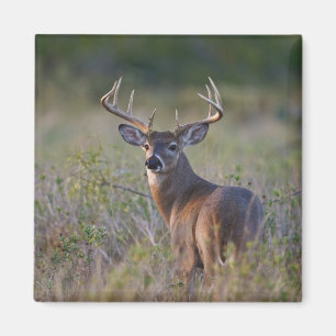 Weißwedelhirsch Odocoileus virginianus Magnet
