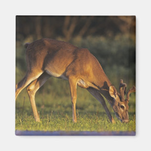 Weißwedelhirsch, Odocoileus virginianus Magnet