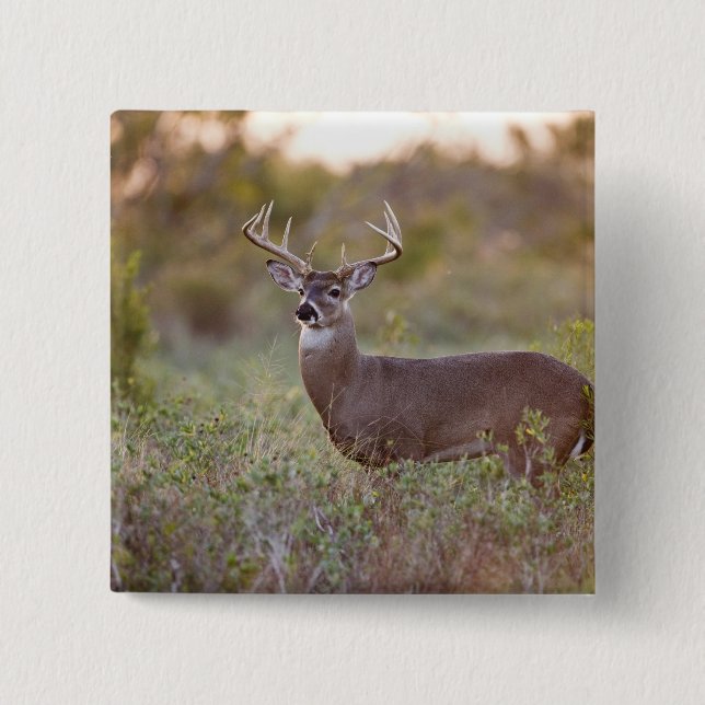 Weißwedelhirsch (Odocoileus virginianus) Männchen  Button (Vorderseite)