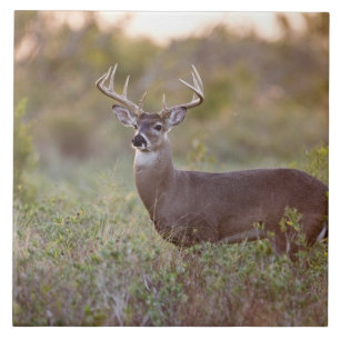 Weißwedelhirsch (Odocoileus virginianus) Männchen Fliese