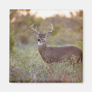 Weißwedelhirsch (Odocoileus virginianus) Männchen Magnet