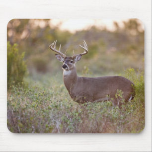 Weißwedelhirsch (Odocoileus virginianus) Männchen  Mousepad