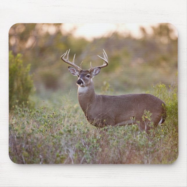 Weißwedelhirsch (Odocoileus virginianus) Männchen  Mousepad (Vorne)