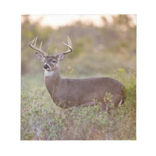Weißwedelhirsch (Odocoileus virginianus) Männchen  Notizblock