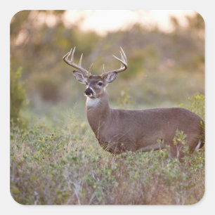 Weißwedelhirsch (Odocoileus virginianus) Männchen Quadratischer Aufkleber