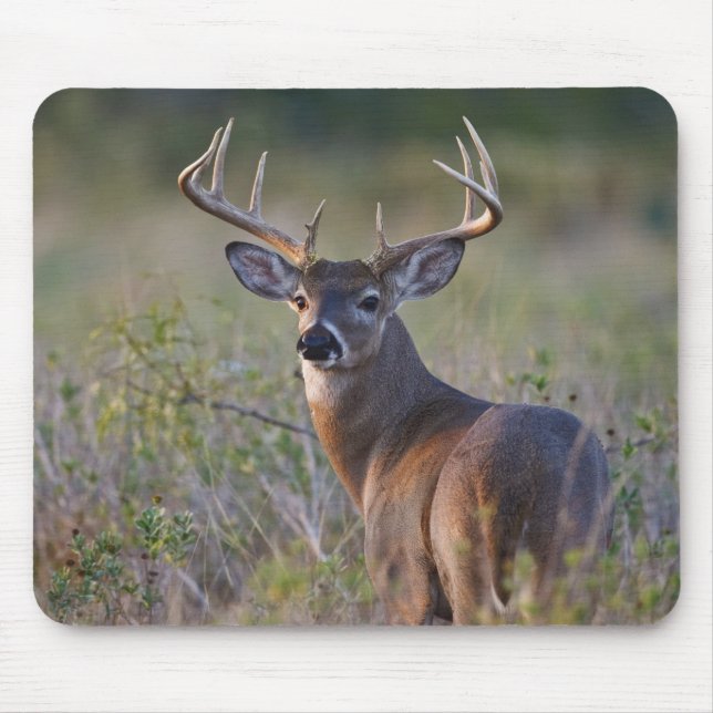 Weißwedelhirsch Odocoileus virginianus Mousepad (Vorne)