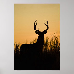 Weißwedelhirsch Odocoileus virginianus) Poster
