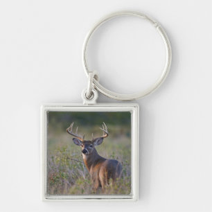 Weißwedelhirsch Odocoileus virginianus Schlüsselanhänger