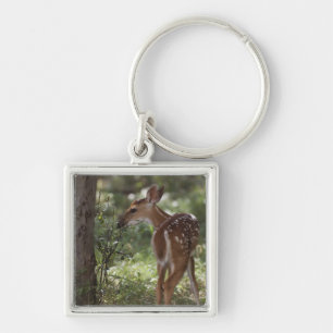 Weißwedelhirsch, Odocoileus virginianus Schlüsselanhänger