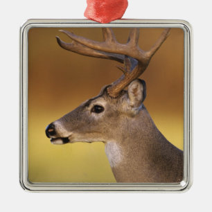 Weißwedelhirsch, Odocoileus virginianus, Silbernes Ornament