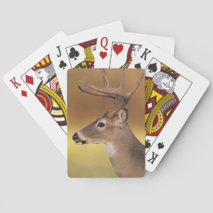 Weißwedelhirsch, Odocoileus virginianus, Spielkarten