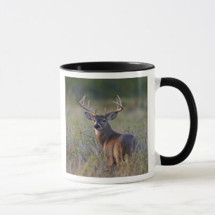 Weißwedelhirsch Odocoileus virginianus Tasse