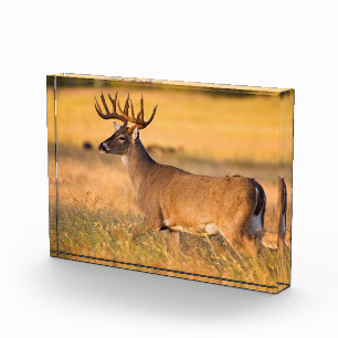 Weißwedelhirsch Süd-TX Fotoblock
