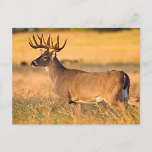 Weißwedelhirsch   Süd-TX Postkarte