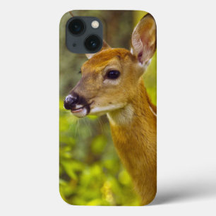 Weißwedelhirschkitz in der Maräne, Montana, USA Case-Mate iPhone Hülle
