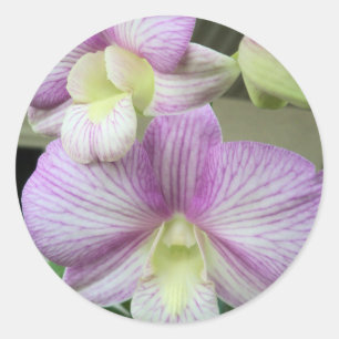 Weißweiße und lila Orchidee auf einem Aufkleber