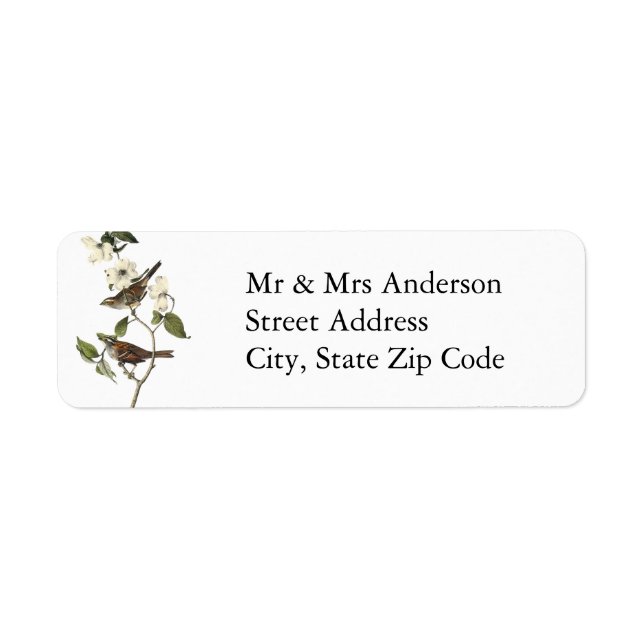 Weißwurzelammer - John Audubon (Vorne)