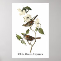 Weißwurzelammer - John Audubon