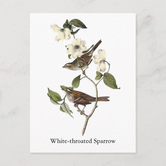 Weißwurzelammer - John Audubon Postkarte (Vorderseite)