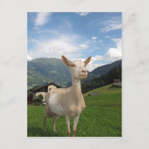 Weißziege Postkarte